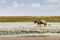 Lone Wildebeest Standing in Kenya Marshlands