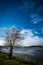 Lone willow in fenland