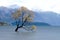 Lone willow tree at lake wanaka new zealand