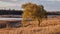 Lone willow tree near the lake with the golden reed lit by the warm autumn sunset