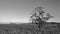 Lone Windblown Tree in the Antelope Valley in the high desert of Southern California USA - black and white