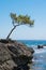 Lone windswept tree at edge of coast