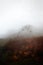 Lone windswept tree in fog with brown ferns