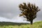 Lone windswept tree, Galapagos Islands, Ecuador