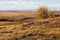 Lone, windswept tree high over western prairie