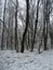 lone winter snowy forest