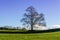 A lone winter tree by a dry stone wall