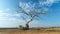 A lone withered tree stands tall amidst the desolate landscape its twisted branches reaching towards the cloudless sky