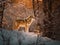 A lone wolf standing in a snowy forest. AI generative image