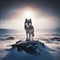 Lone wolf stands on rocky outcrop, in the frozen tundra, with blizzard forming