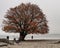 Lone woman under a deciduous Swedish Whitebeam on Klagshamnsstranden. Sorbus intermedia tree at fall by the sea on a beach in