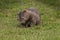 Lone wombat foraging 2
