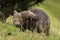 Lone wombat foraging 3