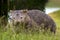 Lone wombat foraging 4