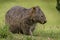 Lone wombat foraging