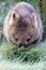 Lone wombat having dinner in Cradle mountain nat ional park