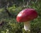 Lone woodland red toadstool