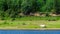 A lone Yakut white horse comes out to the blue water of the Viluy river.