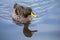 Lone Yellow billed duck swimming on surface of a pond