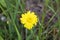 Lone yellow flower growing in the meadow