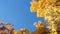Lone yellow maple leaf falls from a tree in the fall against a blue sky, copy space