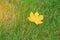 Lone yellow maple leaf on green grass