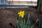 A Lone Yellow Tulip Casting a Shadow