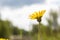 Lone yellow wild flower. Flower on sky background. Yellow flower close up