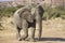 Lone young African elephant walking