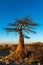 Lone young baobab tree on Kubu Island