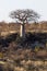 Lone young baobab tree between rocks
