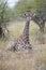 Lone young giraffe laying in the bush resting