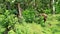 Lone young wild tusker male elephant grazing in the Bandipur mudumalai Ooty Road, India