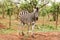 Lone zebra in the African bush