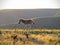 Lone zebra foal at sunset