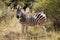 Lone zebra standing in the African bush