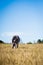 Lone zebra standing in field grazing