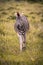 A lone zebra walks through tall grass toward the camera