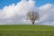 Loneley tree on a field