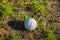 Lonely abandoned golf ball