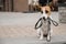 Lonely abandoned Jack Russell Terrier holds a leash in his mouth. Dog lost in the outdoors