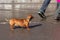 Lonely abandoned red dachshund running in the city and searching for it`s owner