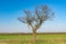 Lonely acacia tree against blue cloudless sky