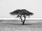 Lonely acacia tree in Etosha National Park