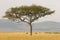 Lonely acacia tree, Masai Mara, Kenya