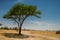 Lonely acacia tree in Tarangire National Park safari, Tanzania