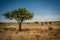 Lonely acacia tree in Tarangire National Park safari, Tanzania