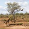 Lonely adult giraffe standing alone under a tree next to a dry waterhole
