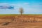 A lonely alone tree growing in a plowed field