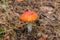 Lonely amanita muscaria fly agaric in an autumnal pine forest